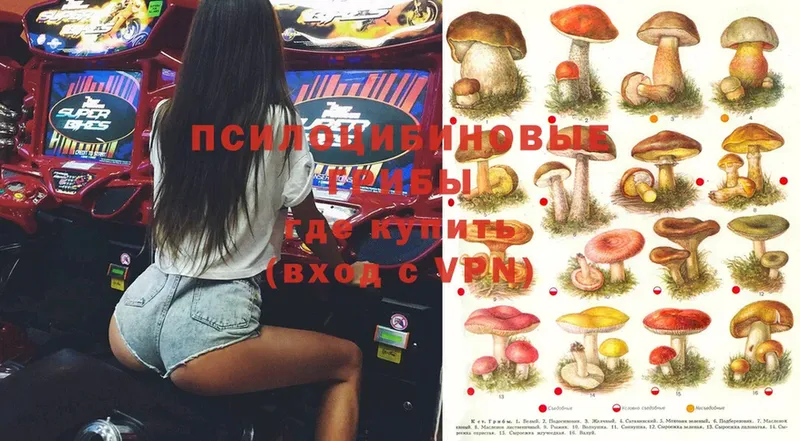 Псилоцибиновые грибы Psilocybe  Нижняя Тура 